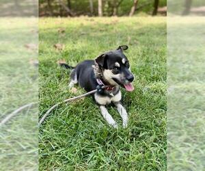 Medium German Shepherd Dog Mix
