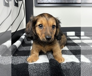 Dachshund Puppy for sale in FRANKLIN, IN, USA