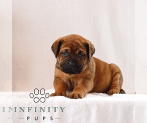 Bullmastiff Puppy for sale in NEW HOLLAND, PA, USA