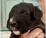 Puppy Puppy 4 Wonton Bernedoodle