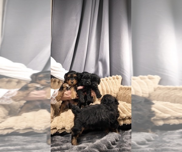 Medium Photo #42 Yorkipoo Puppy For Sale in FENTON, MI, USA
