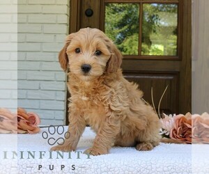 Goldendoodle (Miniature) Puppy for sale in NARVON, PA, USA