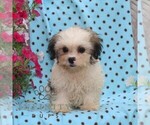 Small Zuchon