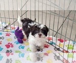 Small #1 ShihPoo