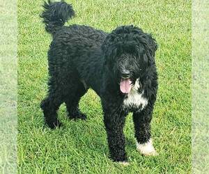Mother of the Portuguese Water Dog puppies born on 11/22/2021