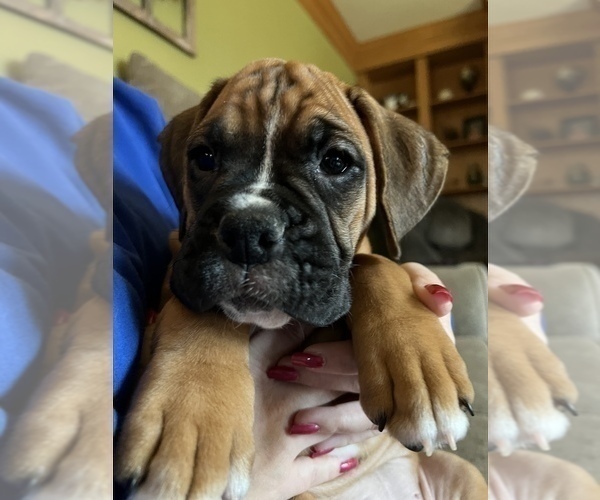 Medium Photo #12 Boxer Puppy For Sale in WATERFORD, PA, USA