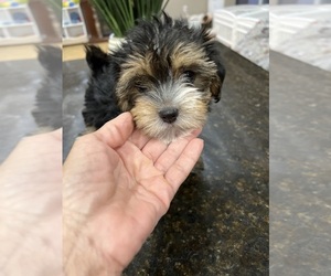 Morkie Puppy for sale in SARASOTA, FL, USA