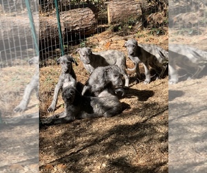 Irish Wolfhound Puppy for sale in COVINGTON, LA, USA