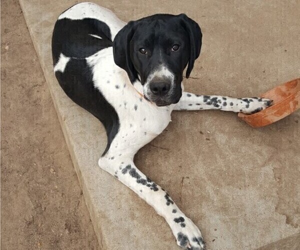 Medium Photo #2 German Shorthaired Pointer Puppy For Sale in GREELEY, CO, USA
