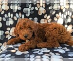 Small Photo #4 Irish Doodle Puppy For Sale in PEACH BOTTOM, PA, USA