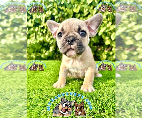 Medium Photo #6 French Bulldog Puppy For Sale in SAN DIEGO, CA, USA