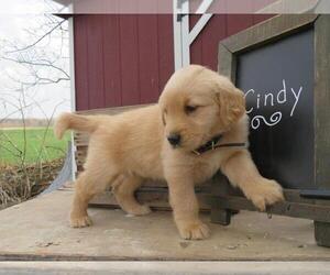 Golden Retriever Puppy for sale in SHILOH, OH, USA