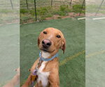 Small Labrador Retriever Mix