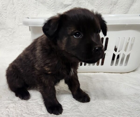 Medium Photo #6 Border Collie-Catahoula Leopard Dog Mix Puppy For Sale in OLAR, SC, USA