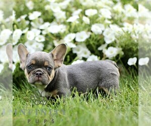 French Bulldog Puppy for sale in RONKS, PA, USA