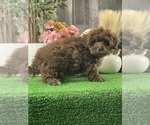Small #1 Havanese