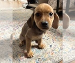 Small Photo #3 Beagle-Chiweenie Mix Puppy For Sale in FAIRBORN, OH, USA