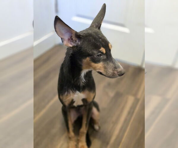 Medium Photo #4 Mutt Puppy For Sale in Morganville, NJ, USA