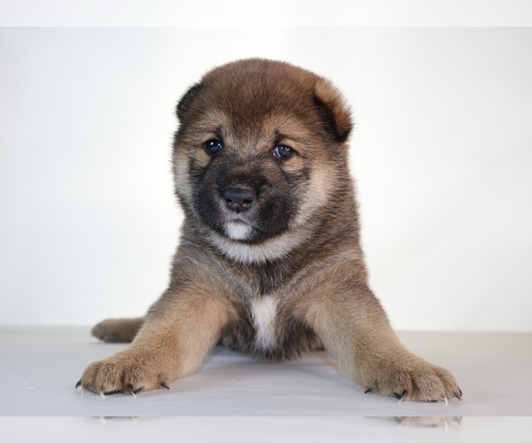 Medium Photo #12 Shiba Inu Puppy For Sale in WINTER PARK, FL, USA