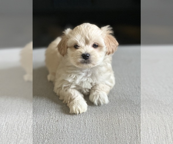 Medium Photo #9 Maltipoo Puppy For Sale in ALEXANDRIA, VA, USA