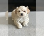 Small Photo #9 Maltipoo Puppy For Sale in ALEXANDRIA, VA, USA