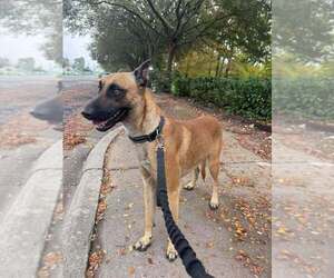 Mutt Dogs for adoption in Imlay City, MI, USA