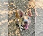 Small Mutt