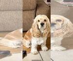 Small Photo #1 Cocker Spaniel Puppy For Sale in IRVINE, CA, USA