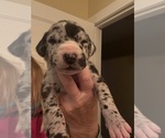 Small #1 Great Dane