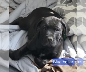 Boerboel Puppy for sale in WANTAGE, NJ, USA