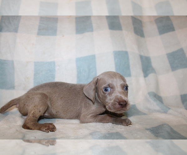 Medium Photo #1 Weimaraner Puppy For Sale in BLMGTN, IN, USA