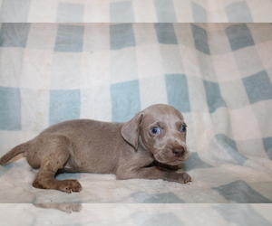 Weimaraner Puppy for Sale in BLMGTN, Indiana USA