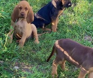 Bloodhound Puppy for Sale in MITCHELL, Indiana USA