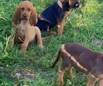 Small Bloodhound