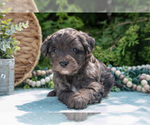 Small Photo #3 Miniature Bernedoodle Puppy For Sale in BREMEN, IN, USA