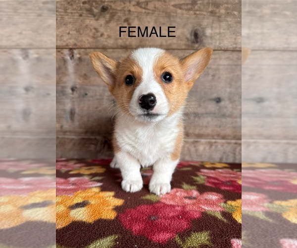 Medium Photo #2 Pembroke Welsh Corgi Puppy For Sale in VERMONTVILLE, MI, USA