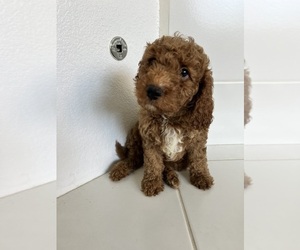 Cavapoo-Poodle (Miniature) Mix Puppy for sale in MURRIETA, CA, USA
