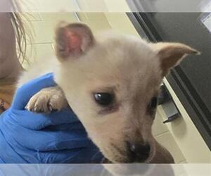 Chow Chow Dogs for adoption in Denver, CO, USA