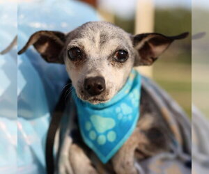 Chihuahua-Unknown Mix Dogs for adoption in San Antonio, TX, USA