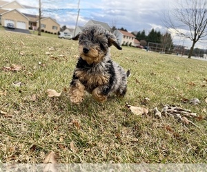 Goldendoodle (Miniature) Puppy for sale in ALLENTOWN, PA, USA