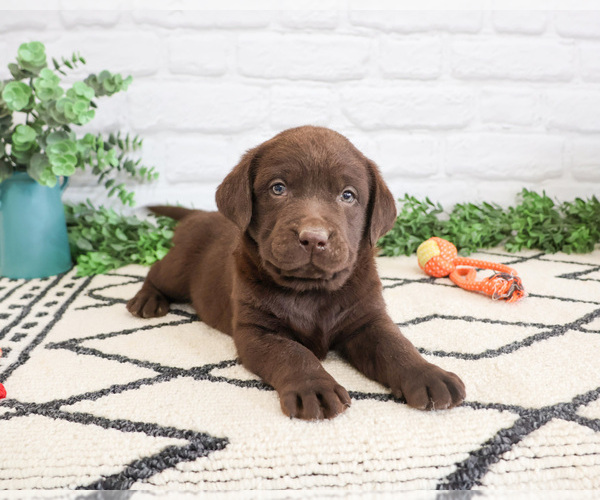 Medium Photo #7 Labrador Retriever Puppy For Sale in SYRACUSE, IN, USA