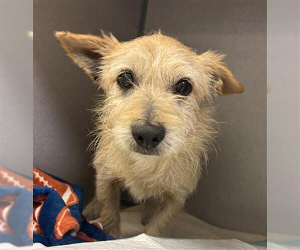 Medium Photo #1 Cairn Terrier Puppy For Sale in Camarillo, CA, USA
