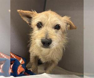 Cairn Terrier Dogs for adoption in Camarillo, CA, USA