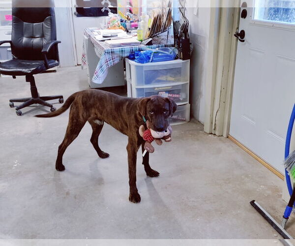 Medium Photo #10 German Shorthaired Pointer-Treeing Walker Coonhound Mix Puppy For Sale in Stover, MO, USA