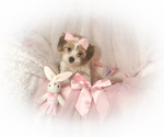 Small Photo #1 Morkie Puppy For Sale in LAS VEGAS, NV, USA
