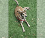 Small #12 Mutt