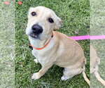Small Photo #13 Golden Labrador Puppy For Sale in Jefferson, NJ, USA
