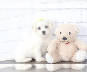 Bichon Frise-Zuchon Mix Puppy for sale in RED LION, PA, USA