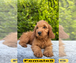 Small #12 Goldendoodle (Miniature)