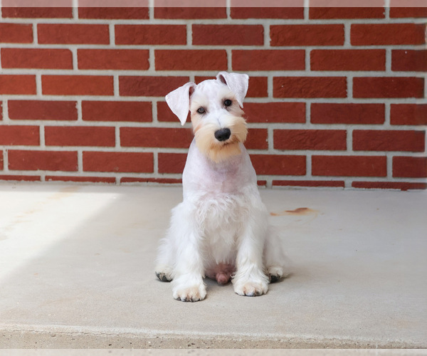 Medium Photo #1 Schnauzer (Miniature) Puppy For Sale in SYRACUSE, IN, USA